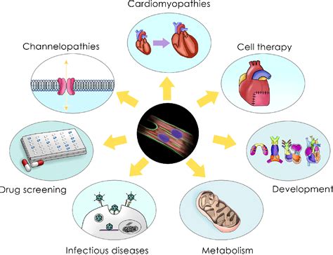 Figure 1 From Induced Pluripotent Stem Cellderived Cardiomyocytes A