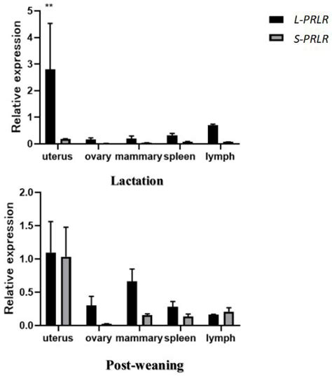 Sequence Analysis And Mrna Expression Of Prolactin Receptor Gene