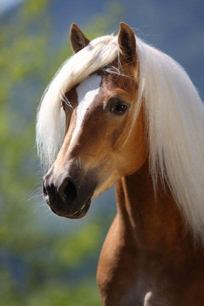 Haflinger Caballo Haflinger Haflinger Horse Palomino Horse All The