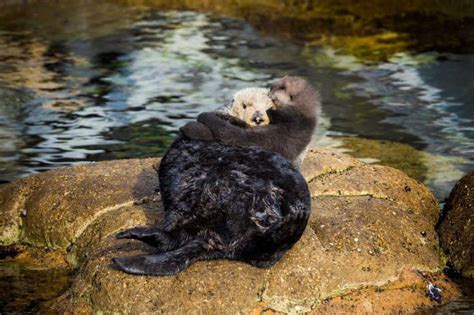 Surprise Wild Otter Birth Gives Monterey Bay Aquarium An Adorable