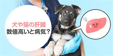 犬や猫の肝臓の数値が高い時に疑われる病気ってなに？実は病気じゃない可能性も？ わんにゃん薬局コラム