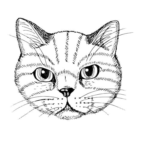 Vector Illustration Cat`s Face Black And White Hand Drawn Sketch