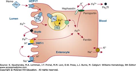 Iron Absorption Pathway