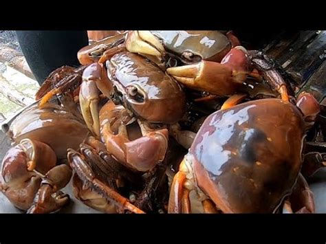 EP134 PART2 MALALAKING KURAY HULI SA PAGDUKOT SA BUTAS LAND CRAB