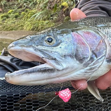 Steelhead Egg Clusters Pearlized Soft Okie Drifter Gooey Bob Og