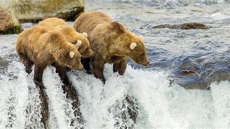 Una familia de osos pardos captura salmón en aguas rápidas de río