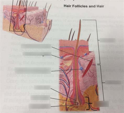 The Integumentary System Diagram Quizlet