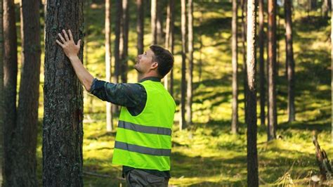 C Mo Mejorar La Planificaci N Y Gesti N De Los Bosques