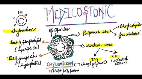 CHYLOMICRON STRUCTURE | METABOLIC PATHWAY OF CHYLOMICRON - YouTube