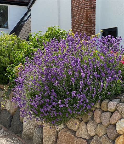 Lavendel Hidcote Blue - Lavandula angustifolia Hidcote Blue günstig kaufen