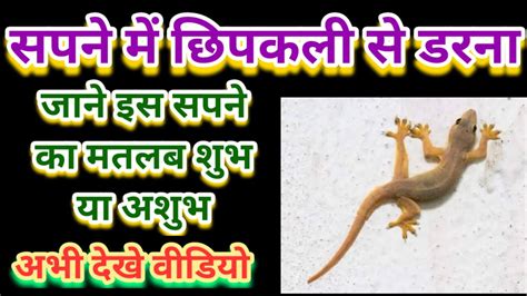 Sapne Mein Chipkali Se Darna सपने में छिपकली से डरना Afraid Of Lizard