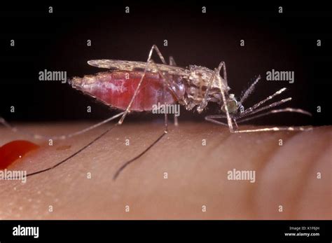 Female Anopheles Mosquito High Resolution Stock Photography and Images ...