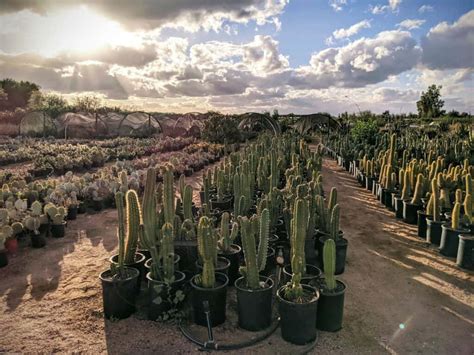 Phoenix Desert Nursery - Over 3 acres of cacti, succulents and desert plants, based in Phoenix ...