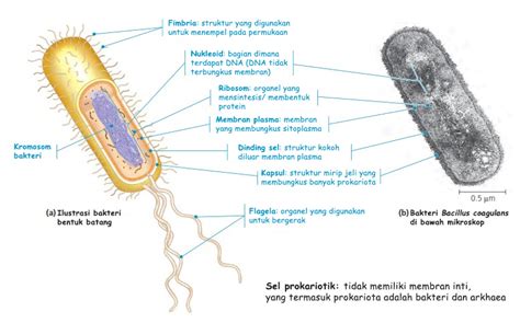 Bagian-Bagian Sel Prokariotik - EDUBIO