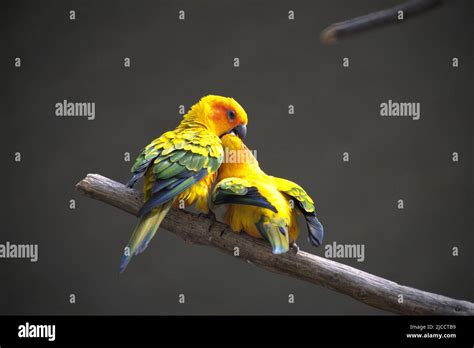 two love birds kissing Stock Photo - Alamy