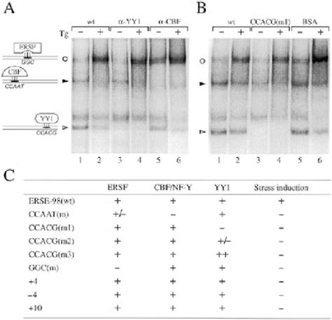 Figure From The Mammalian Endoplasmic Reticulum Stress Response