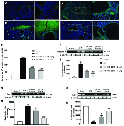 Role Of Kyp 2047 Treatment On Apoptosis Immunofluorescence Staining