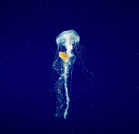 Elyse Butler Mallams - Hawaii Photographer: Atlantic Sea Nettle