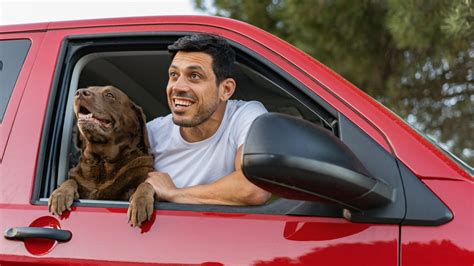 C Mo Llevar A Tu Mascota En El Coche Este Verano De Forma Segura Seg N