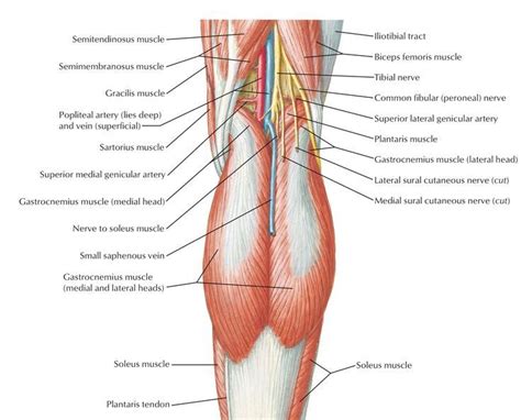 Nerve Entrapment and the Popliteal Fossa — The Body Restoration Studio