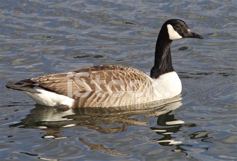 Greylag Goose Stock Photo | Royalty-Free | FreeImages