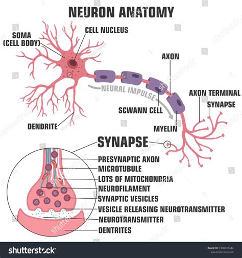 Vector Scientific Icon Structure Neuron Synapse Stock Vector (Royalty ...