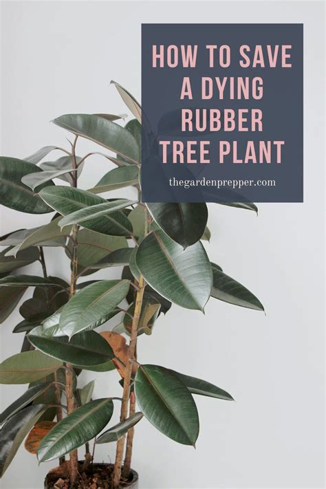 Overwatered Rubber Plant How To Save Overwatered Rubber Trees If