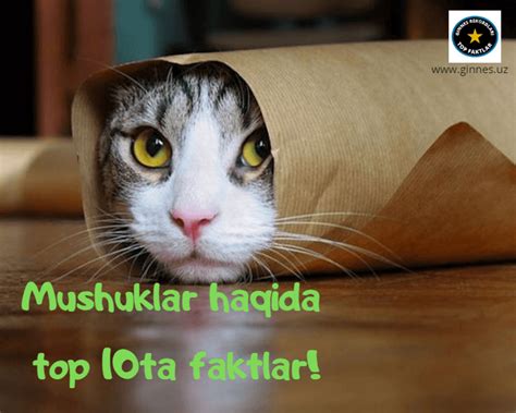 Mushuklar haqida top 11 fakt | Faktlar va rekordlar