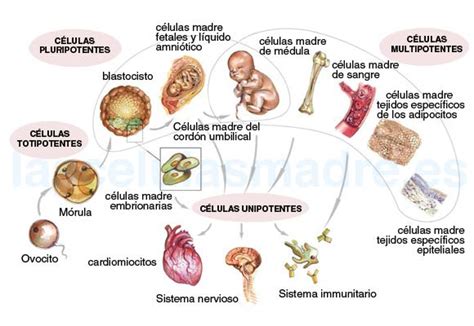 Las Células Madre DefiniciÓn Y Tipos