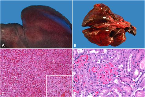 Outbreak Of Rabbit Hemorrhagic Disease Virus 2 In The Southwestern