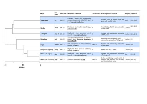 An Overview Of Master Sex Determining Genes In Mammals Birds And Fish