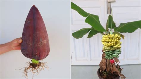 Images Of Banana Trees