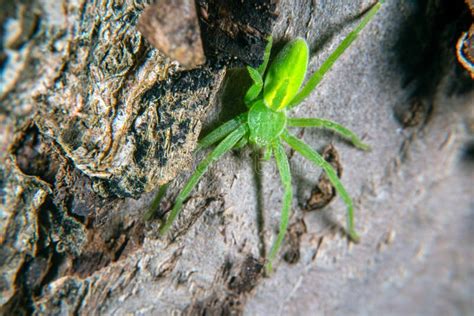 Green huntsman spider stock photo. Image of virescens - 117980832