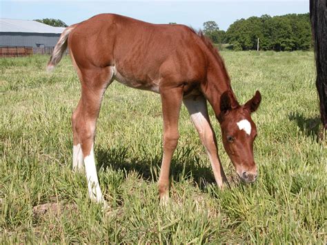 American Quarter Horse Foal 1 Free Photo Download | FreeImages