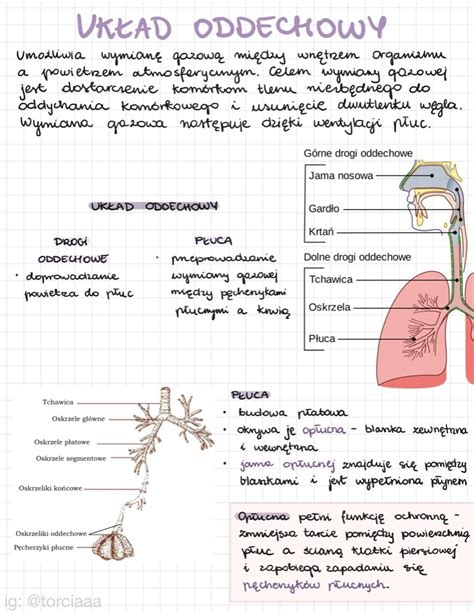 Notatki Biologia Matura Cz Owiek Uk Ad Oddechowy D Ugo Ka Kup