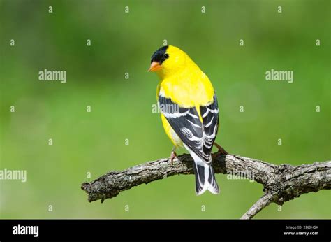 American Goldfinch Spinus Tristis Male Stock Photo Alamy