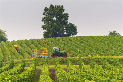 Certificata la vendemmia 2023 in Italia è la più scarsa degli ultimi