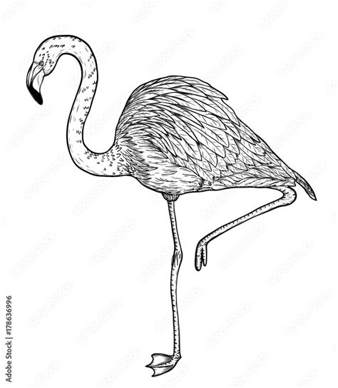 Flamingo Birds By Hand Drawing Vector Birds Art Highly Detailed In Line