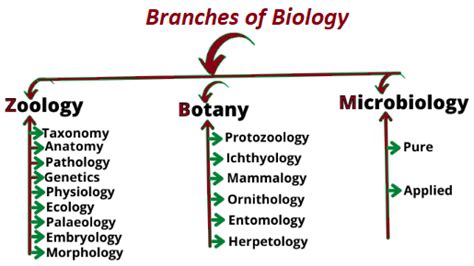 Cell Biology Molecular Biology Science Biology Branches Of Biology