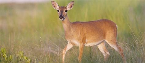 Key Deer Species (Odocoileus Virginianus Clavium) - World Deer