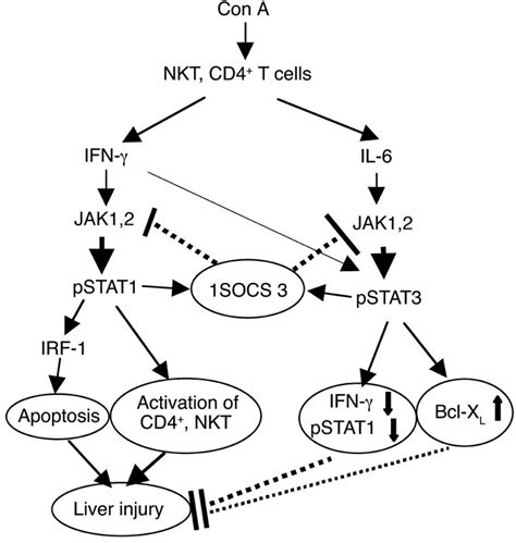 Jci Opposing Roles Of Stat1 And Stat3 In T Cell Mediated Hepatitis