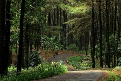 Gunung Pancar Keindahan Alam Dan Destinasi Wisata Yang Memikat