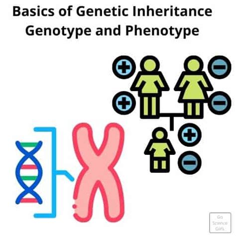 Basics Of Genetic Inheritance Complete Guide