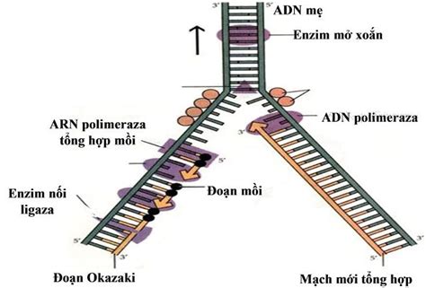 Lý thuyết Sinh 12 Bài 1 Gen mã di truyền và quá trình nhân đôi ADN