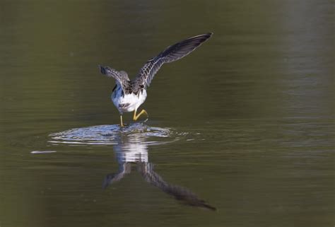 Bill Hubick Photography - Stilt Sandpiper (Calidris himantopus)