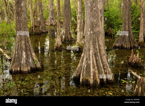 Cypress trees florida hi-res stock photography and images - Alamy