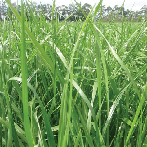 Ryegrass Ibex Semillas De Forrajes Croper