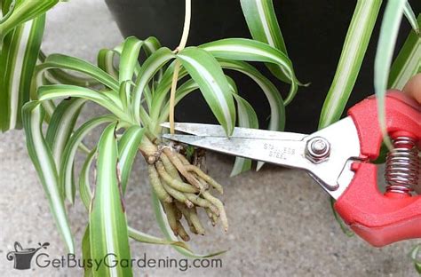 How To Propagate Spider Plants In Water Or Soil 5 Easy Steps Get