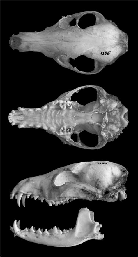 Dorsal Ventral And Lateral Views Of Cranium And Lateral View Of