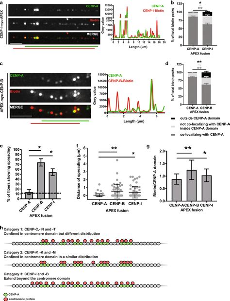 Cenp B And Cenp I Apex Extend Further Than The Cenp A Bound Centromere